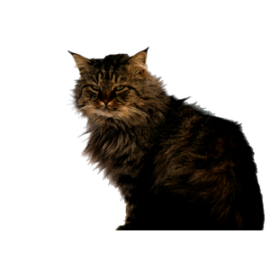A Fluffy Tabby Cat Sits On Snow, Displaying Its Thick Fur Against A Cold Winter Background. 14584 - Cat PNG image with transparent background